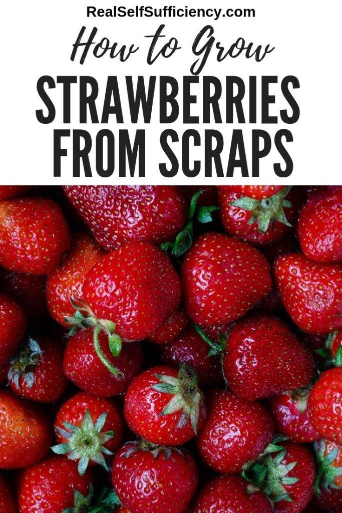 How to Grow Strawberries From Scraps -   17 plants Vegetables from scraps ideas