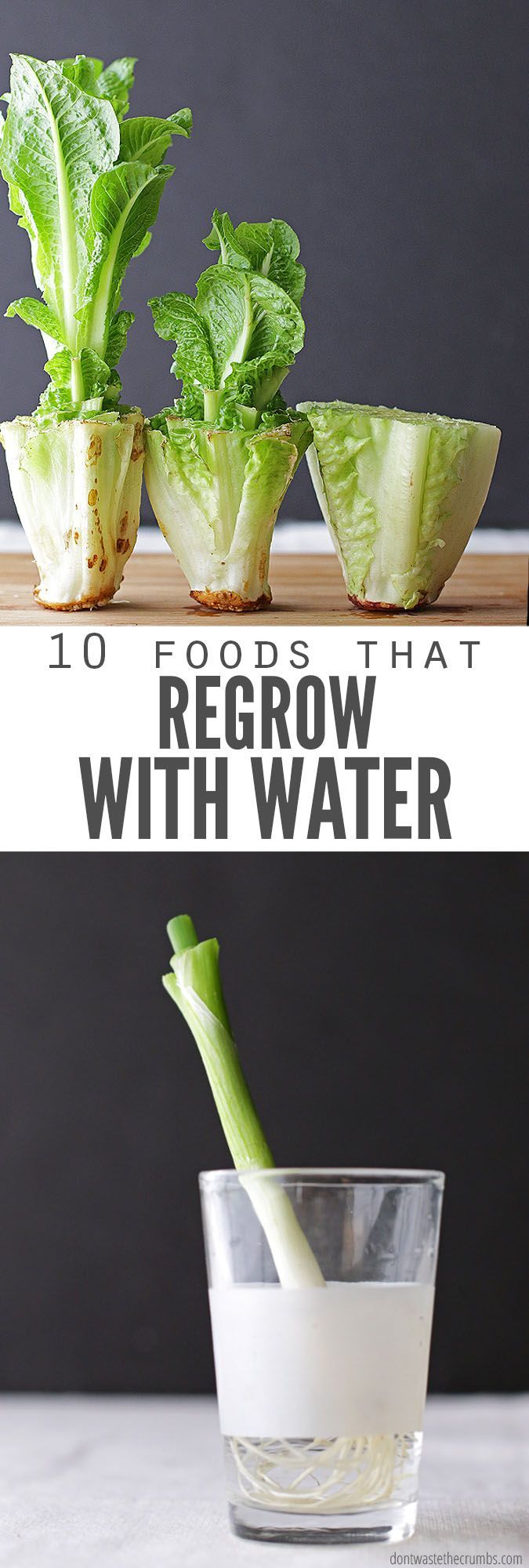 How to Regrow Food in Water: 10 Foods that Regrow Without Dirt -   17 plants Vegetables from scraps ideas