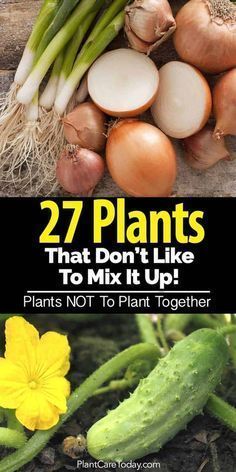 27 Plants That Don't Like To Mix It Up - Incompatible Plants! -   18 garden design Wall flower beds ideas