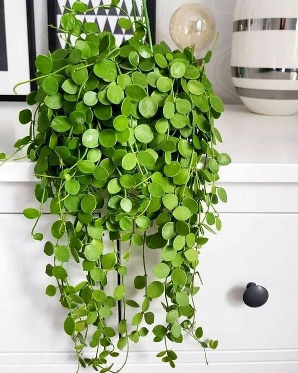 47 Beautiful Hanging Planter Ideas For Outdoor -   9 hanging plants Interieur ideas