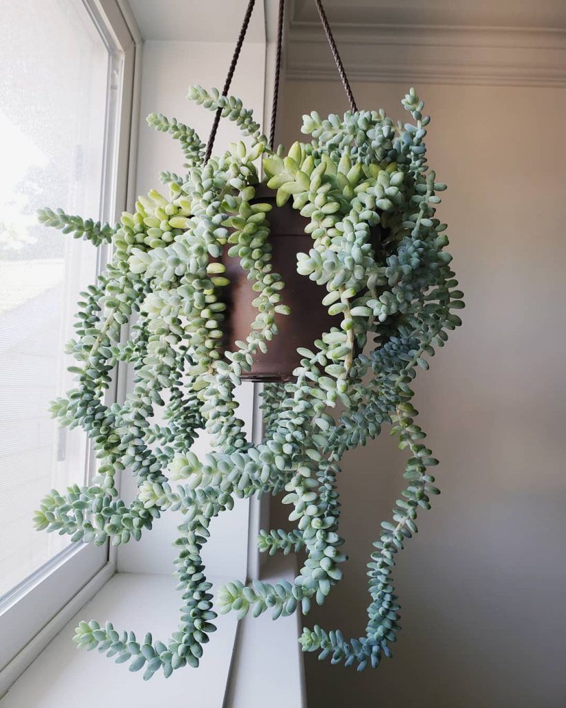 6 Best Indoor Succulents -   9 hanging plants Interieur ideas