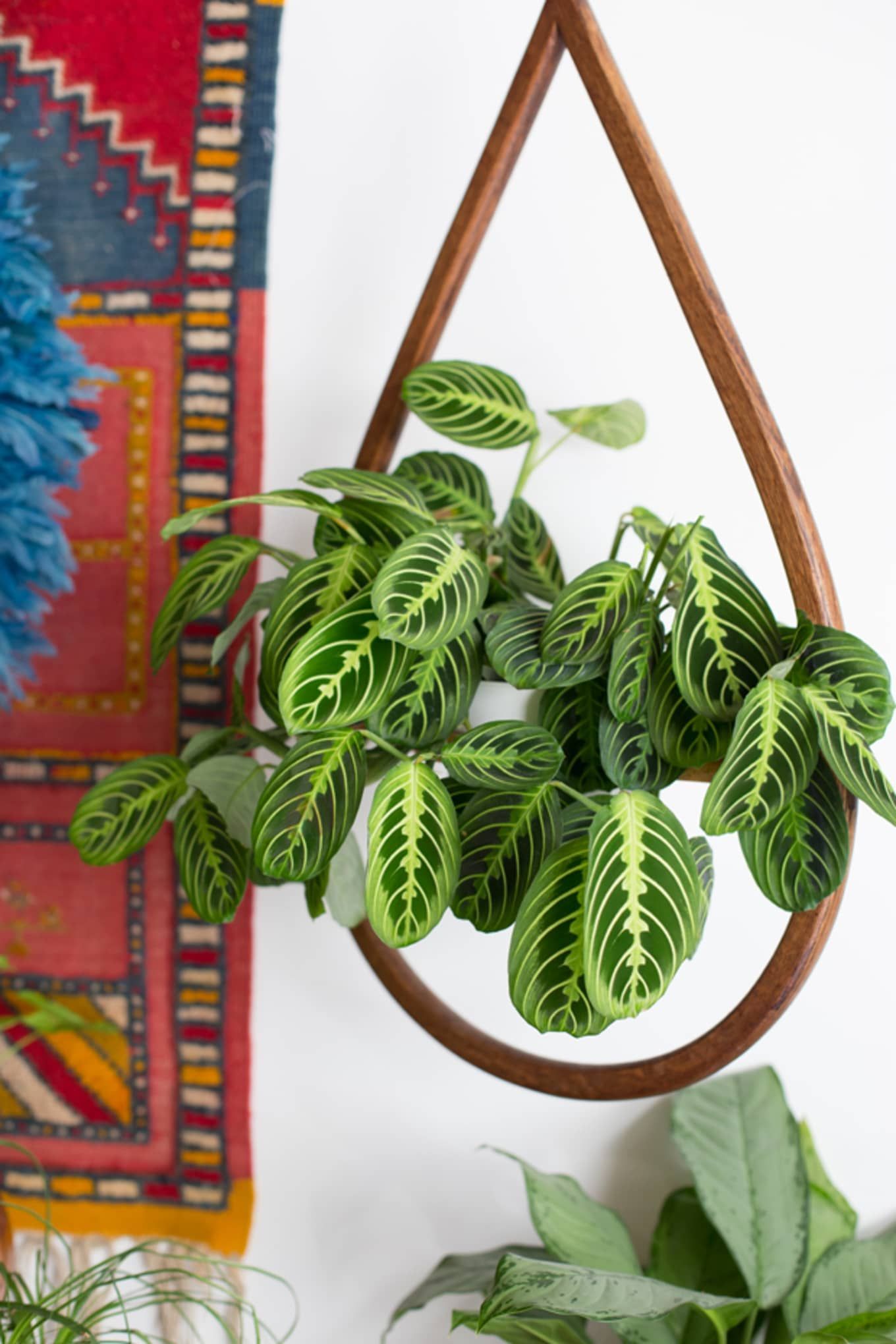 7 Houseplants With the Most Unique Leaves We've Ever Seen -   9 hanging plants Interieur ideas