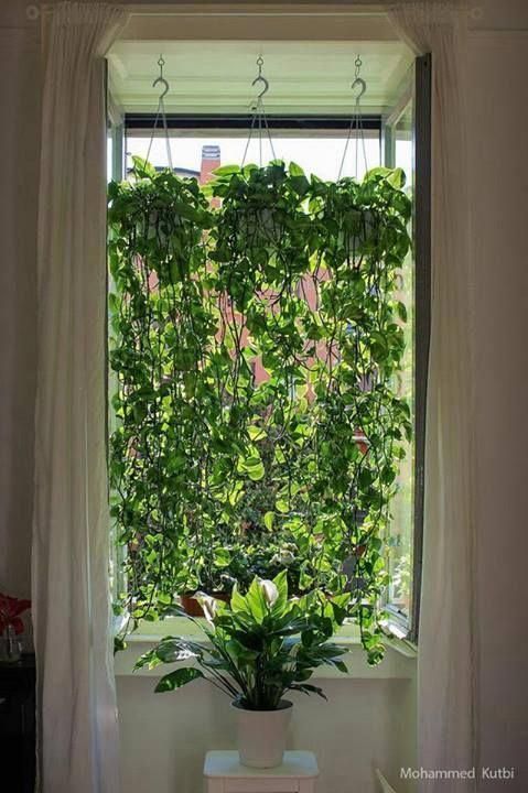 15+ Beautiful Hanging Plants Ideas -   9 hanging plants Interieur ideas