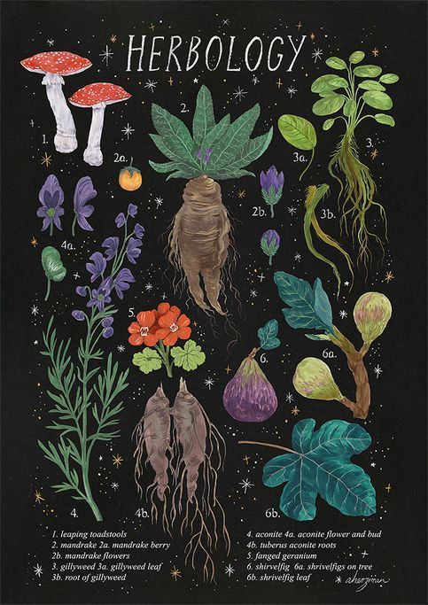 herbology (starry background) from Amanda Herzman -   10 magic planting Illustration ideas