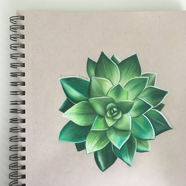 Realistic succulent drawing -   11 plants Drawing succulent ideas