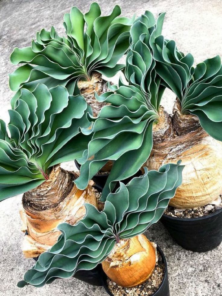 Boophone haemanthoides (Namaqua Century Plant) -   11 plants Drawing succulent ideas