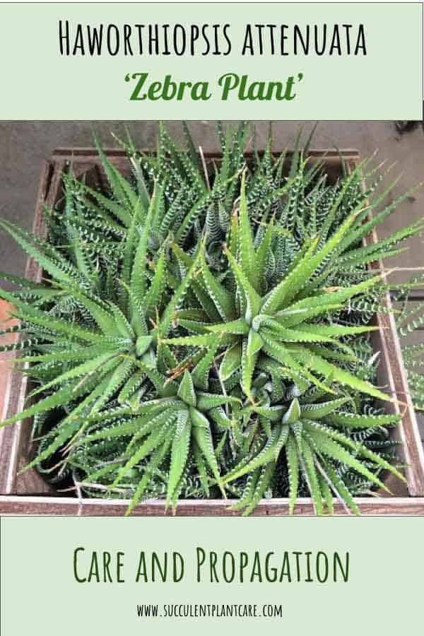 Haworthiopsis Attenuata 'Zebra Plant' Care and Propagation -   11 plants Drawing succulent ideas