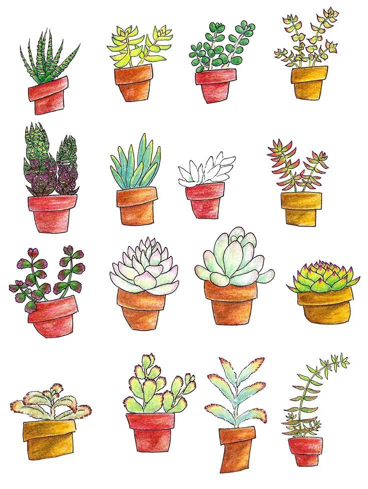 Succs in pots – Page of 16 colored pencil succulent drawings, 4 across and 4 dow -   11 plants Drawing succulent ideas