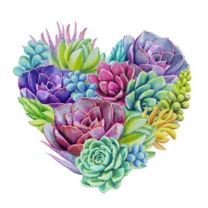 Watercolor Succulent Plants Composition Floral Bouquet Illustration Isolated On White Background Stock Illustration - Download Image Now -   11 plants Drawing succulent ideas