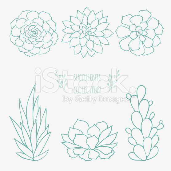 collection of six different hand drawn succulent plants -   11 plants Drawing succulent ideas