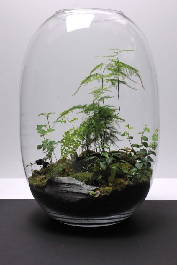 Make your miniature garden in a glass bowl: Ideas for glass terrariums -   13 planting Indoor terrarium ideas