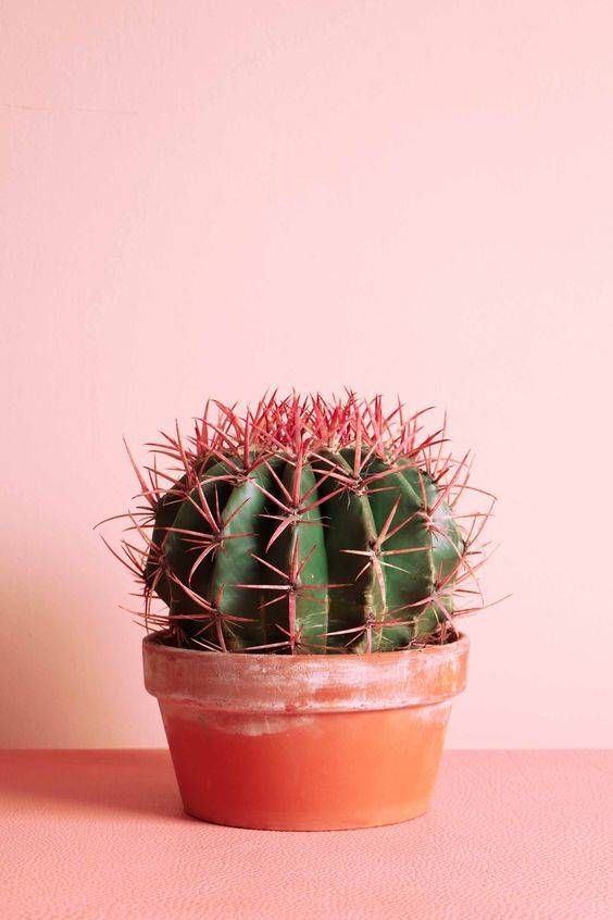 10 cosas que no sab?as de los cactus -   13 plants Cactus planters ideas