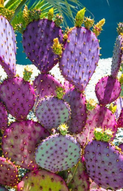 13 plants Cactus planters ideas