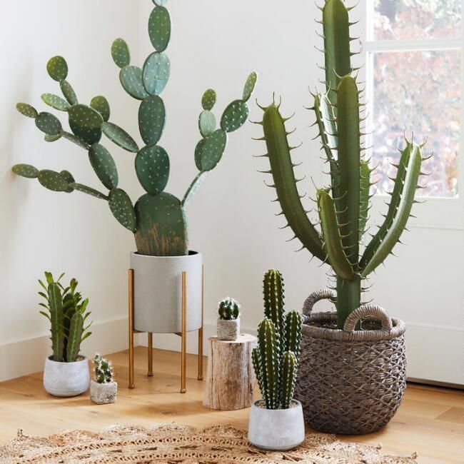 13 plants Cactus planters ideas