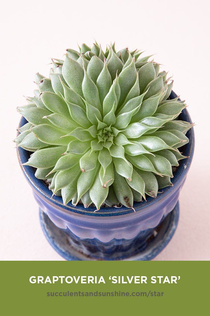 This succulent gets its name from its long silvery leaves. -   13 plants Green leaves ideas