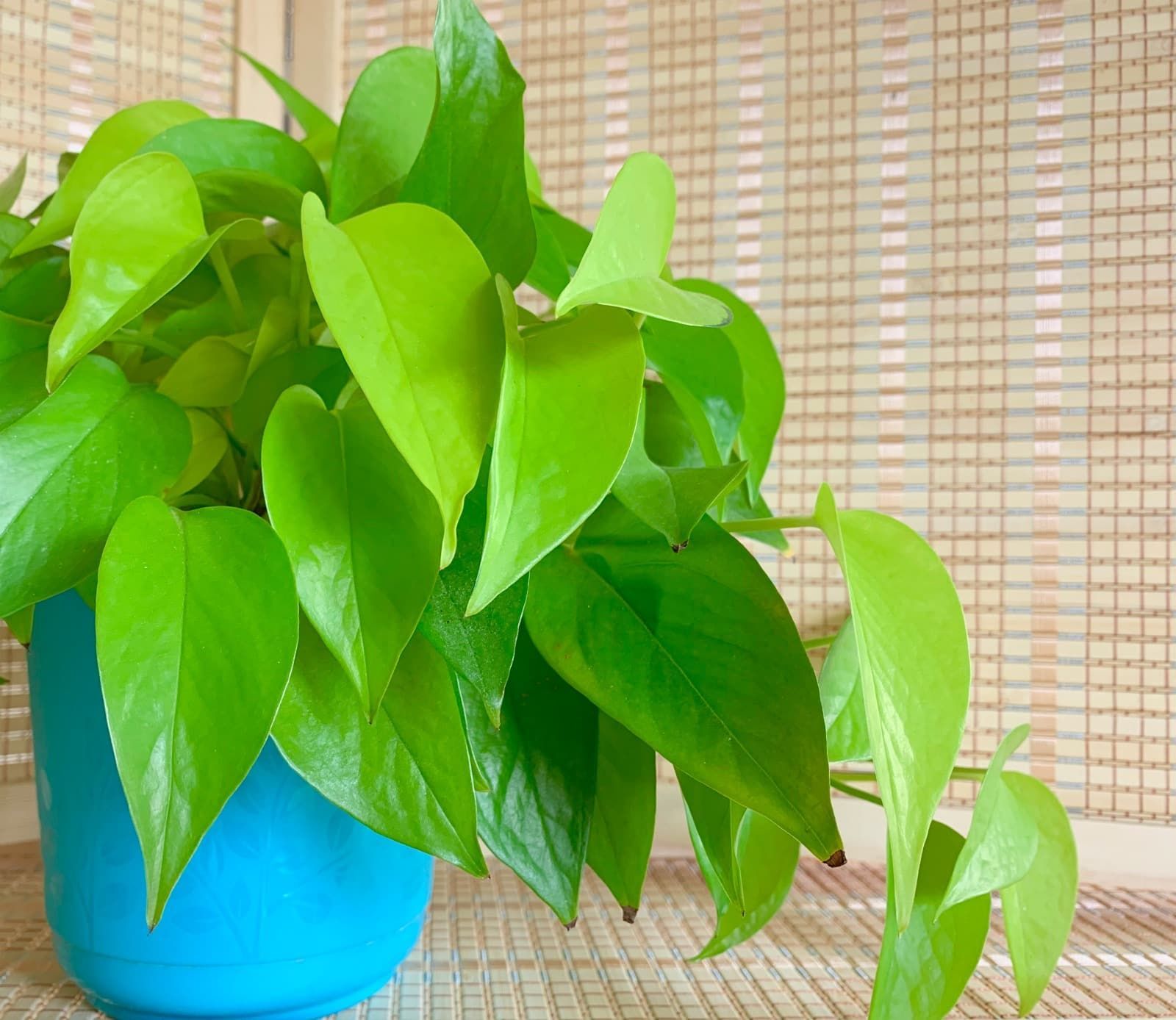 Indoor Plants that Clean the Air: How Do They Remove Toxins? -   13 plants Green leaves ideas