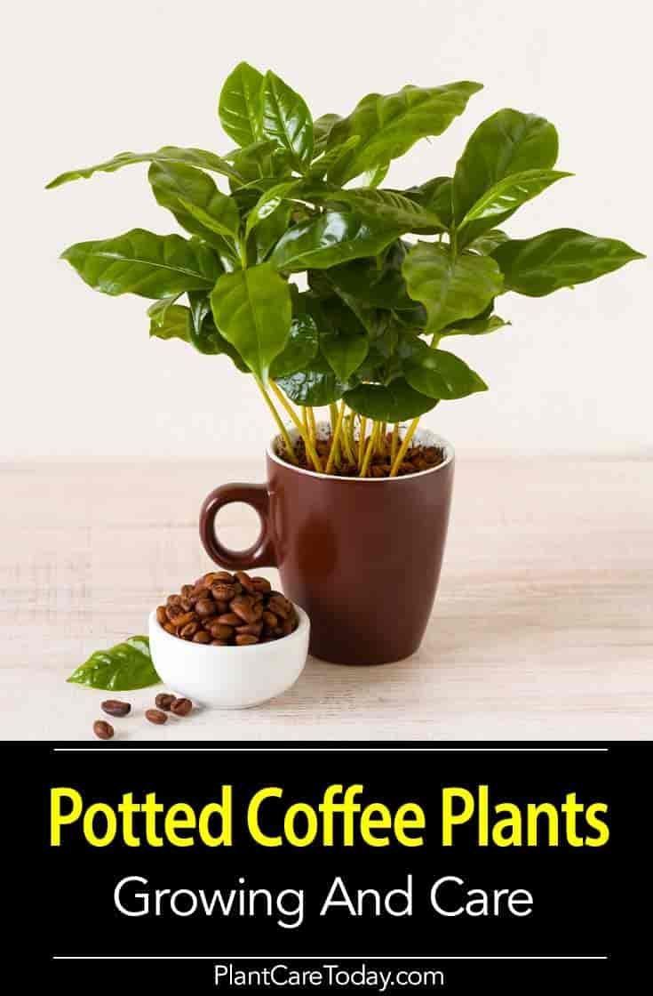 Coffee Plant: How To Grow A Coffee Tree Indoors and Out [GUIDE] -   13 plants Green leaves ideas