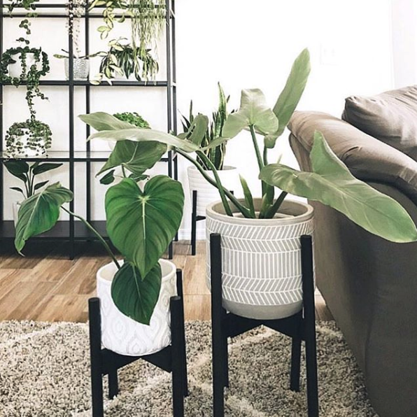 14 modern plants Stand ideas