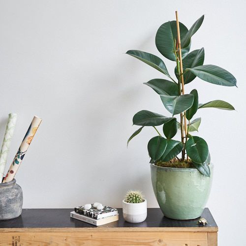 I Overwatered my Rubber Plant and this is what I learnt. -   14 plants Interior ficus ideas