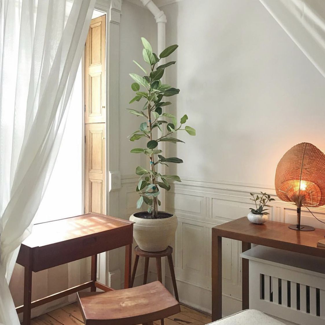 What's the Next Status Plant (That Isn't a Fiddle-leaf Fig)? -   14 plants Interior ficus ideas