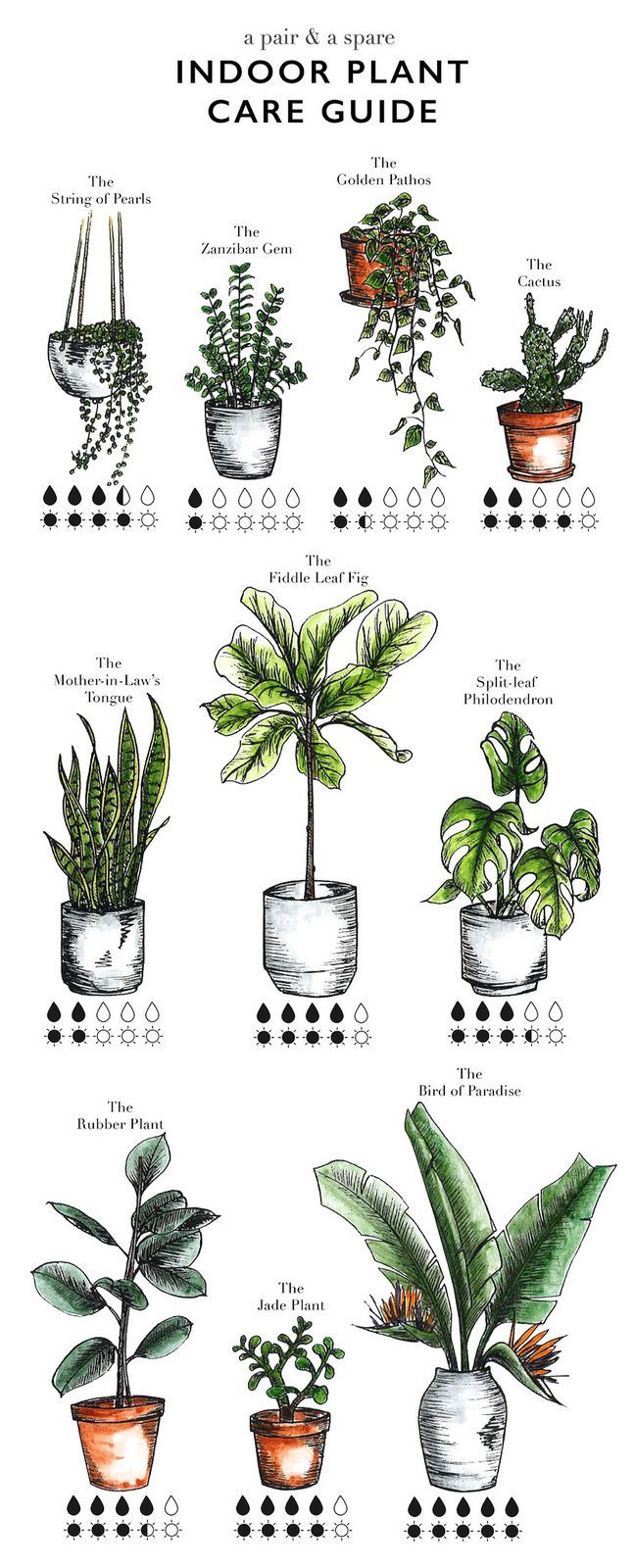 Keep Your Indoor Plants Alive With This Valuable Information -   14 plants Interior ficus ideas