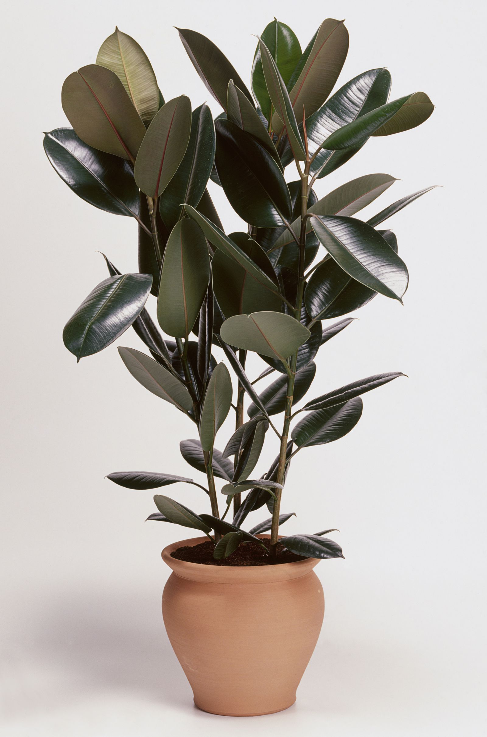 15 of the Best Bedroom Plants That Clean the Air, Too -   14 plants Interior ficus ideas