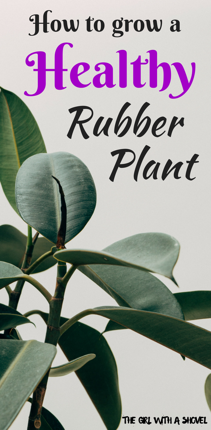 Rubber Tree Plant Care -   14 plants Interior ficus ideas