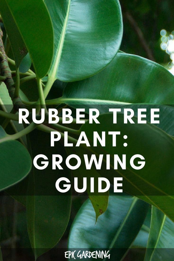 Rubber Plant (Ficus Elastica) Care And Growing Tips -   14 plants Interior ficus ideas