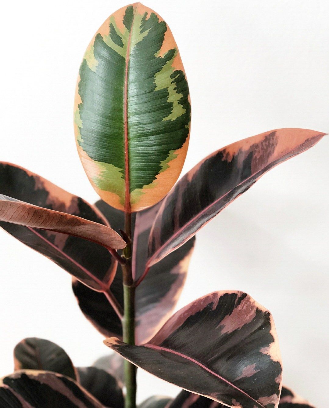 Rubber Tree Plant Care - the Popular Ficus Elastica -   14 plants Interior ficus ideas