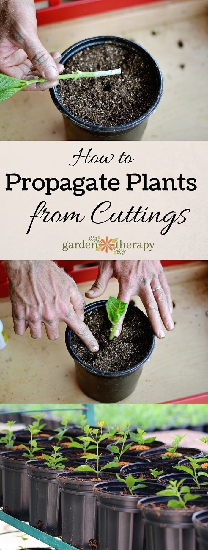 Propagate Plants From Cuttings -   17 plants DIY crafts ideas