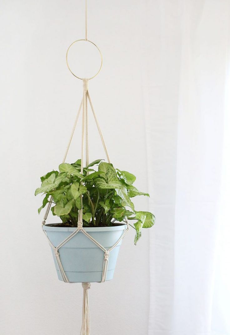 17 plants DIY crafts ideas