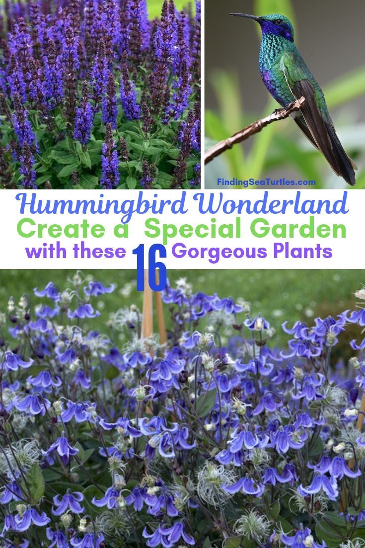 16 Perennials That Attract Hummingbirds to Your Garden! -   17 plants Landscaping tips ideas