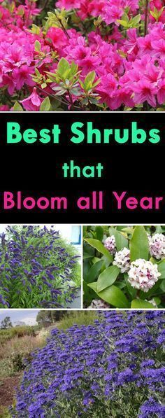 Best Shrubs that Bloom All Year -   17 plants Landscaping tips ideas