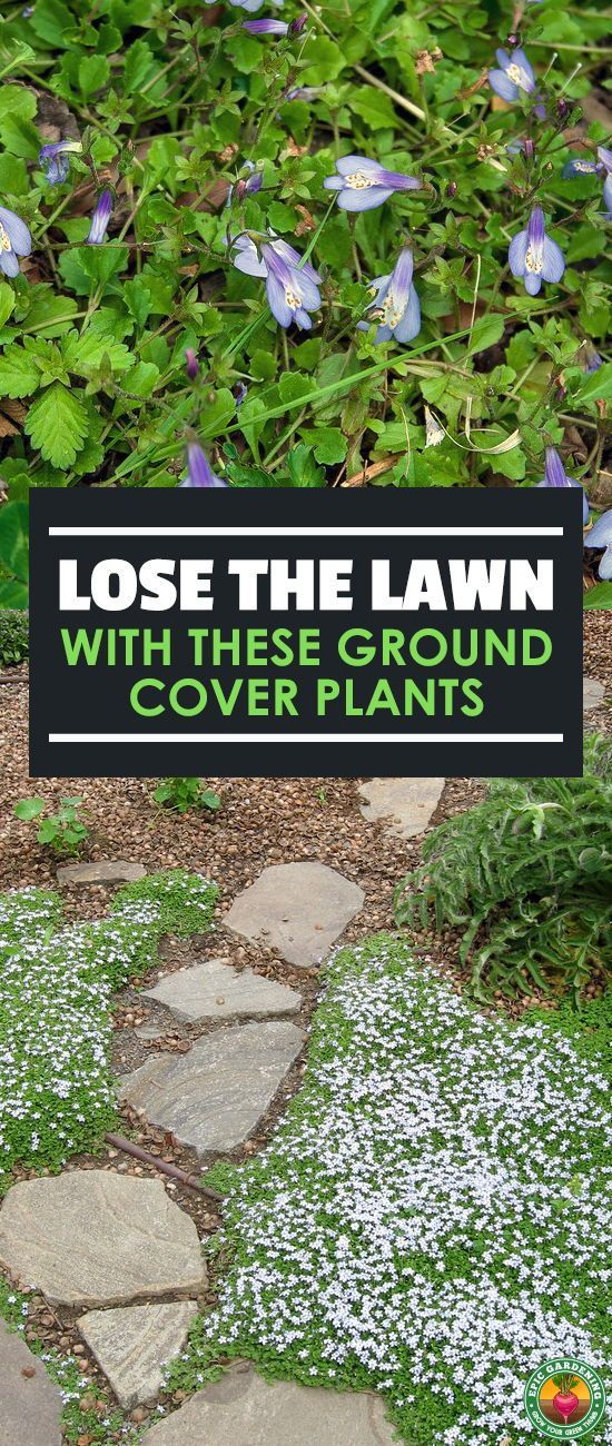Ditch The Lawn And Grow These Ground Covers -   17 plants Landscaping tips ideas