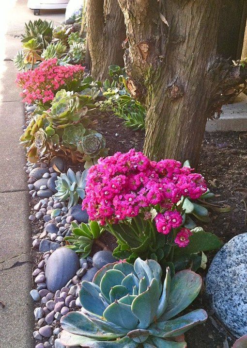 13 Desert Plants to Use When Landscaping -   17 plants Landscaping tips ideas