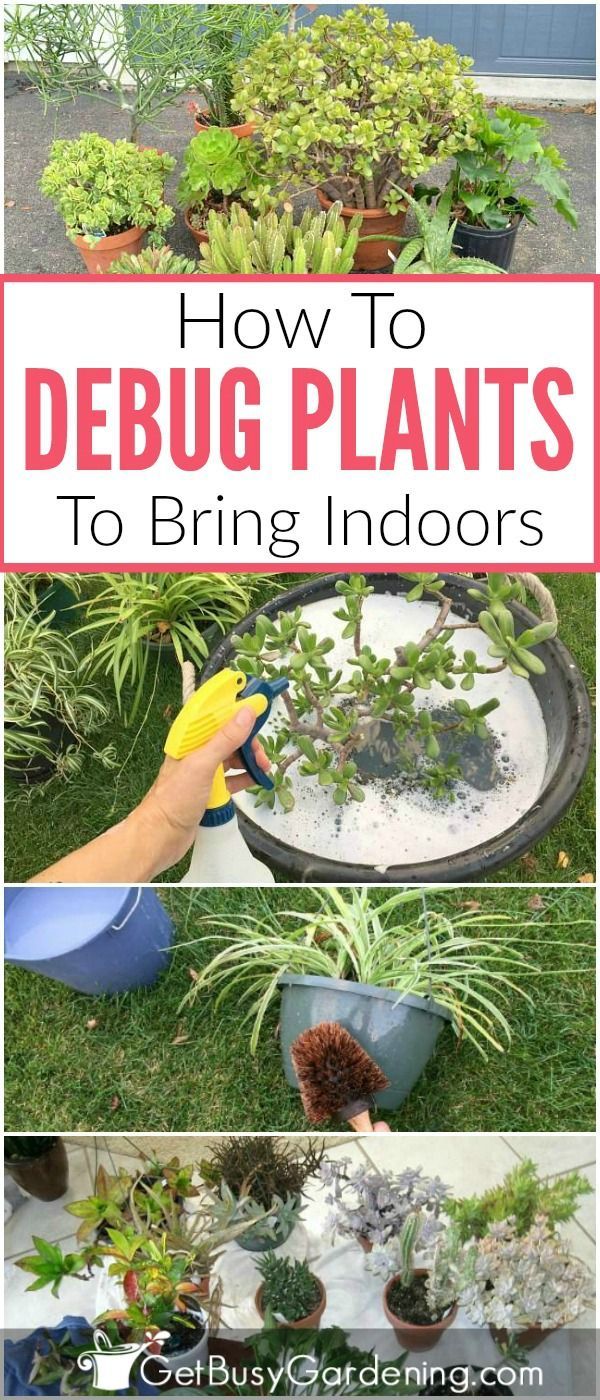How To Debug Plants Before Bringing Them Indoors -   17 plants Landscaping tips ideas