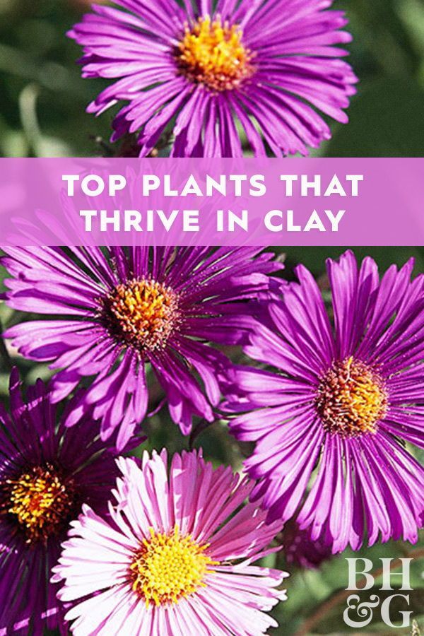 Top Plants That Thrive in Clay -   17 plants Landscaping tips ideas