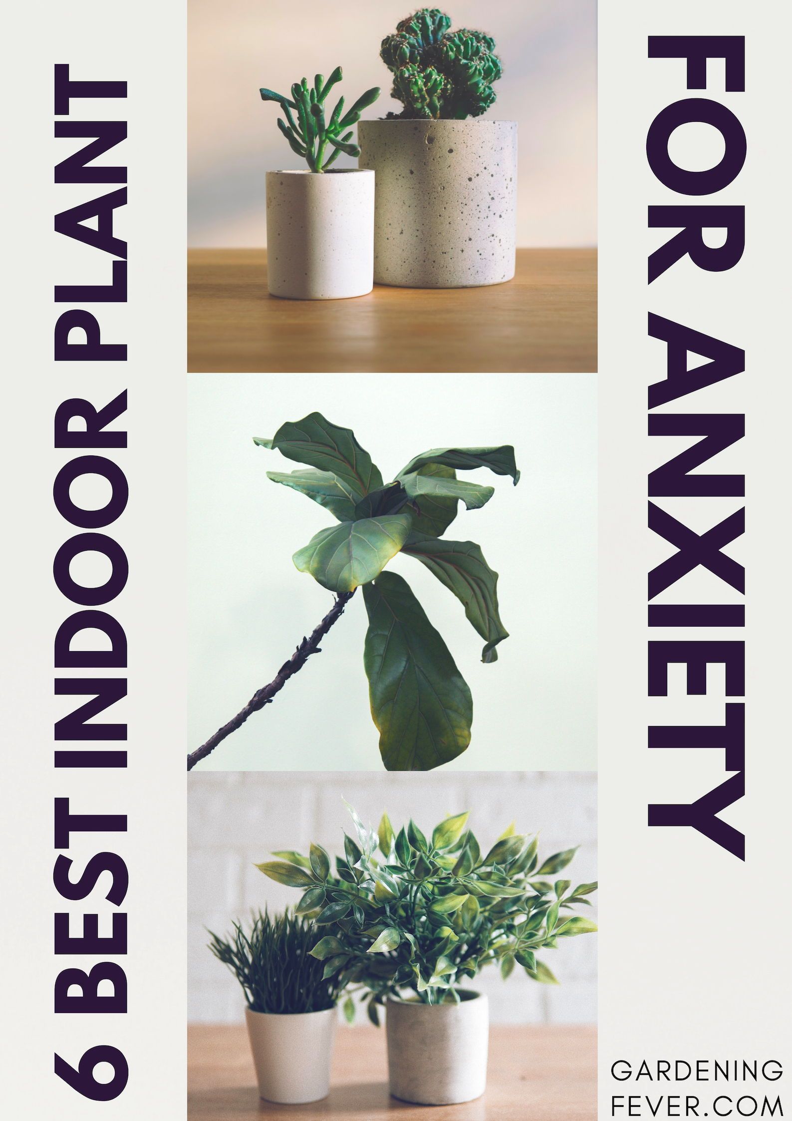 6 Best indoor plants for Anxiety -   17 plants Landscaping tips ideas