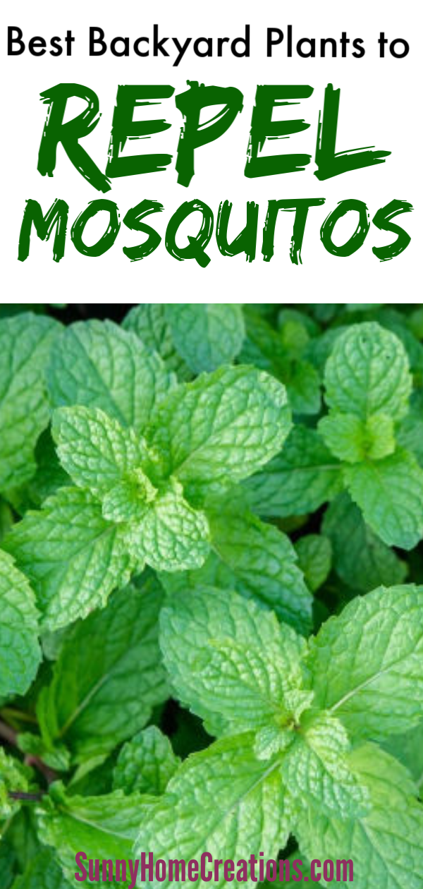 Best Backyard Plant to Repel Mosquitos -   17 plants Landscaping tips ideas