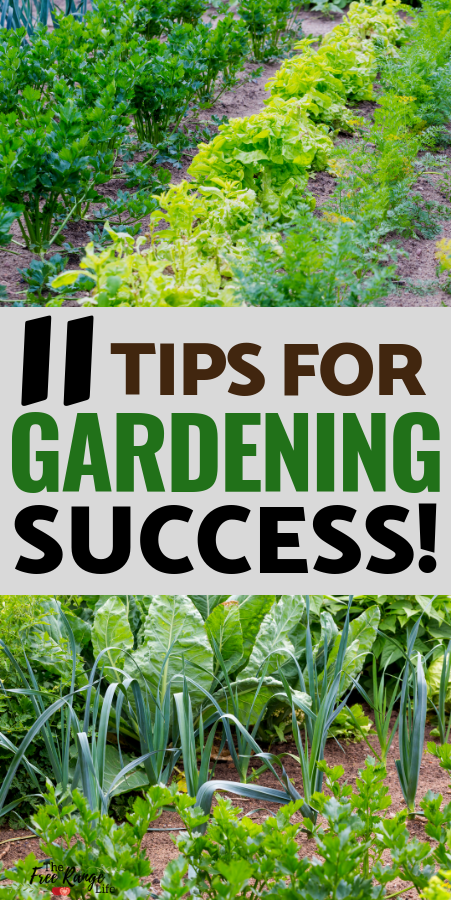 Vegetable Gardening for Beginners: 11 Tips for Success -   17 plants Landscaping tips ideas