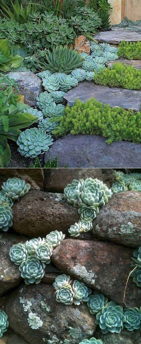 20 Ideas for Creating Amazing Garden Succulent Landscapes -   17 plants Landscaping tips ideas