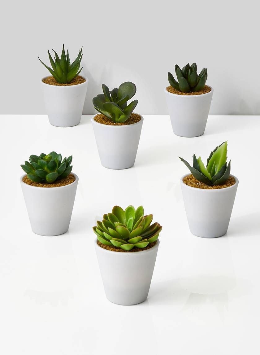 4in White Pot With Succulent, Set of 6 -   18 artificial plants In Bedroom ideas