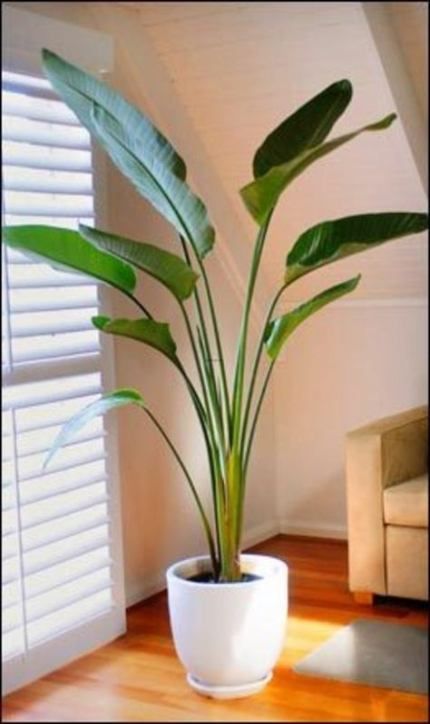 44  ideas for plants indoor tall palm trees -   18 artificial plants In Bedroom ideas