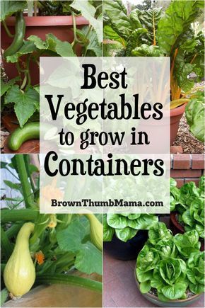 5 Best Container Vegetables for Beginning Gardeners -   18 easy planting ideas