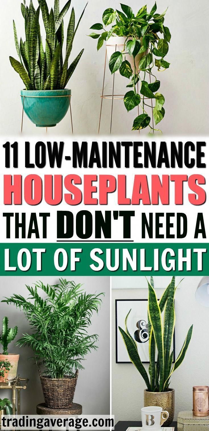 11 Houseplants That Don't Need A Lot of Sunlight To Grow -   18 easy planting ideas