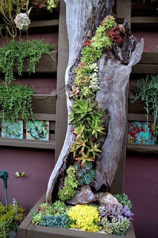 30 Captivating Backyard Succulent Gardens You Can Easily DIY -   18 easy planting ideas