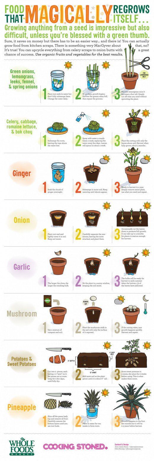 Easy Gardening: Grow Vegetable Plants from Kitchen Scraps! -   18 easy planting ideas