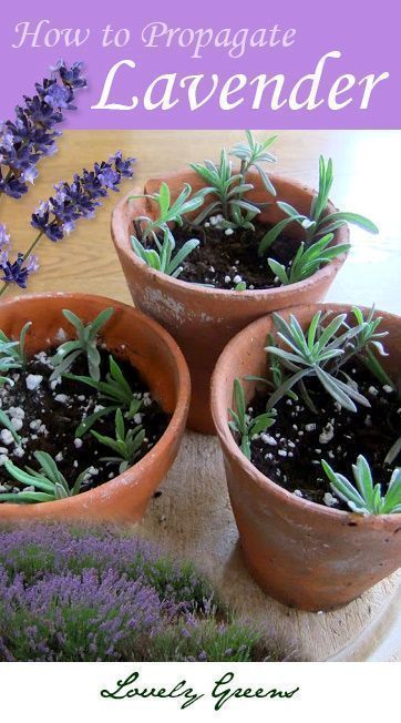 Plants for Free: How to Propagate Lavender from Cuttings -   18 easy planting ideas