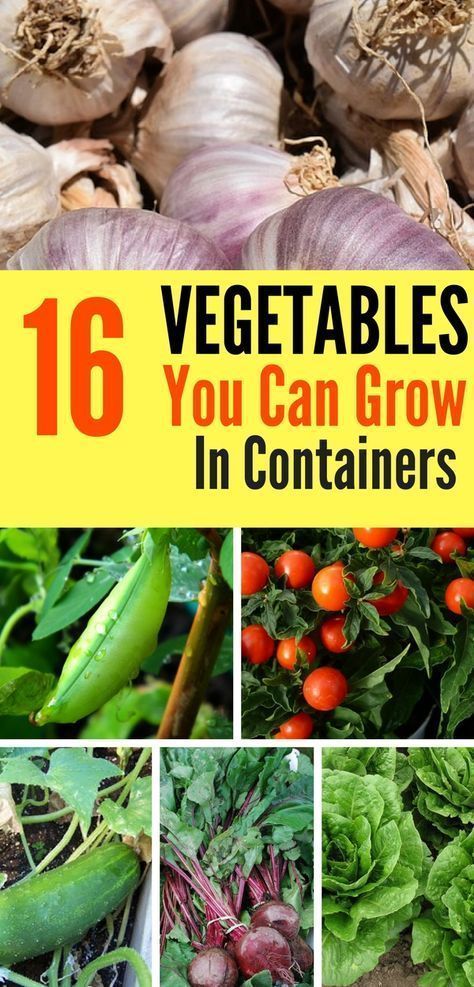 16 Vegetables That Grow In Containers -   18 easy planting ideas