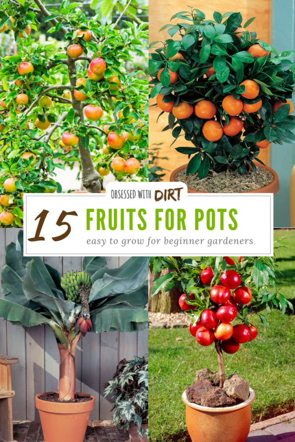 15 Container Gardening Fruit With Incredible Flavor -   18 easy planting ideas